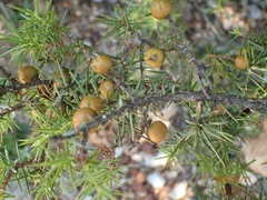 Juniperus