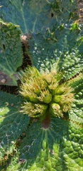 Arctopus monacanthus