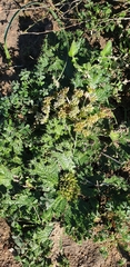 Arctopus monacanthus