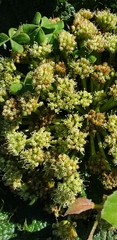 Arctopus monacanthus
