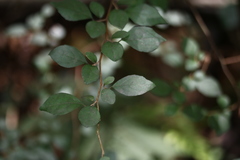 Styrax formosanus