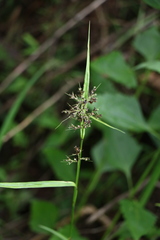 Scleria terrestris