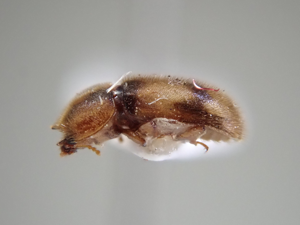 Cis bisericeus