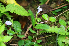 Bonnaya ruelloides