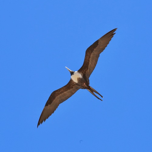 Rabihorcado magnífico (Fregata magnificens)