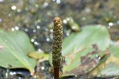 Potamogeton natans