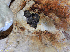 Cynopterus brachyotis