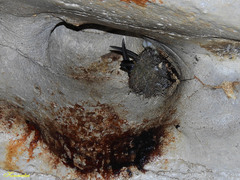 Aerodramus salangana