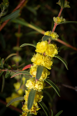 Hypocalymma xanthopetalum, photograph (c) Cal Wood, some rights reserved (CC BY)