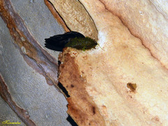 Aerodramus salangana