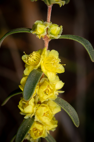 yellow myrtle (Hypocalymma xanthopetalum)