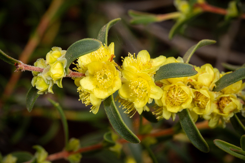 Hypocalymma xanthopetalum, photograph 3