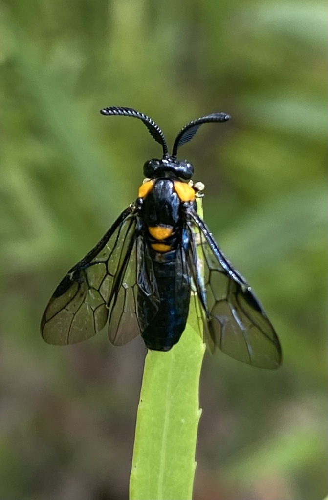Lophyrotoma cyanea