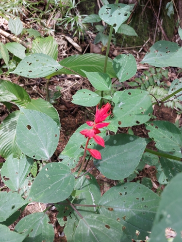 Image of Salvia splendens by (c) Daniel Duarte, some rights reserved (CC BY)