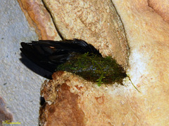 Aerodramus salangana