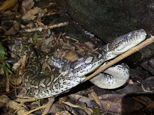Coastal Carpet Python sighting