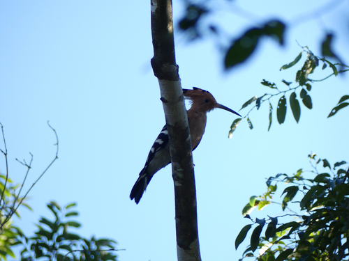 Madagascar Hoopoe (Upupa marginata), photo 9