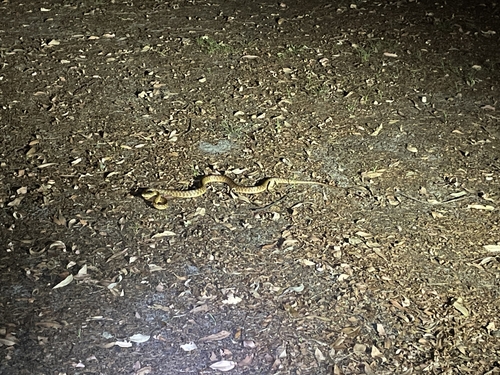 Brown Tree Snake sighting