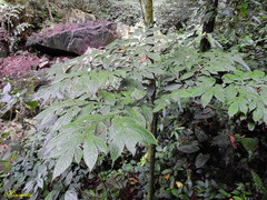 Amorphophallus hewittii