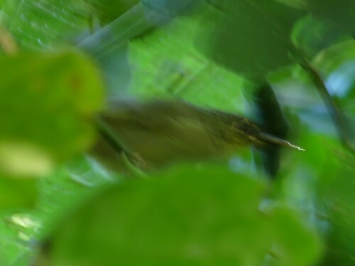 Long-billed Bernieria (Bernieria madagascariensis), photo 5