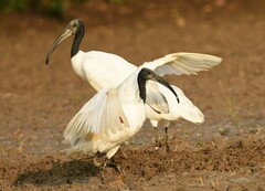 Black-Headed Ibis photo 4