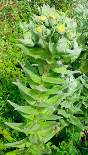 Helichrysum mannii