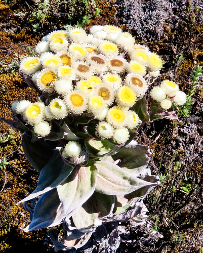 Helichrysum mannii