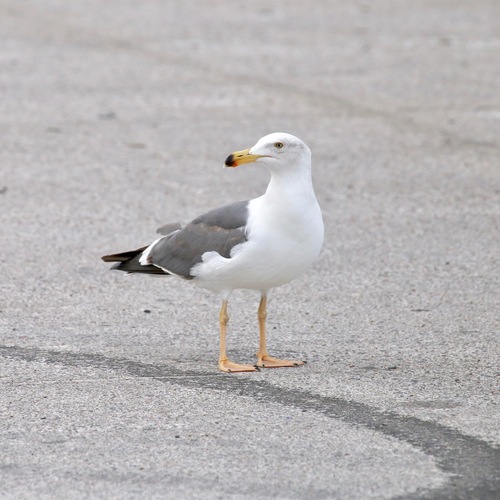 Yellow-footed Gull｜黄脚鸥 参考照片