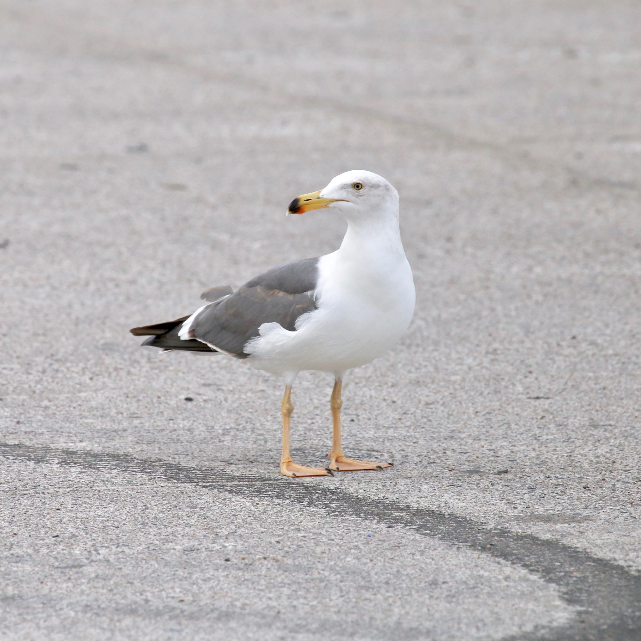 Yellow-footed Gull illustration