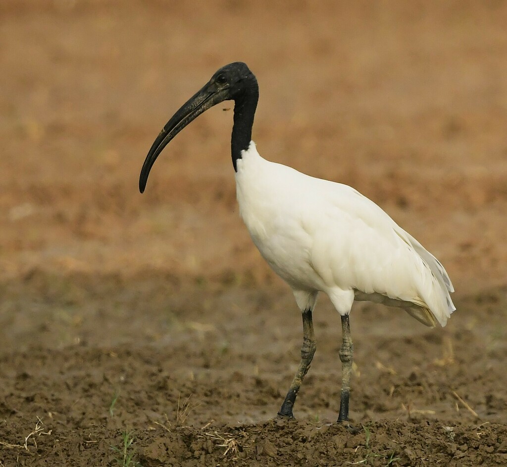 Black-Headed Ibis
