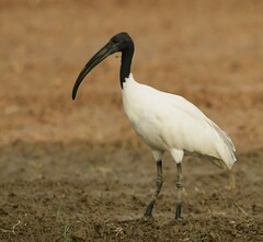 Black-Headed Ibis photo 1