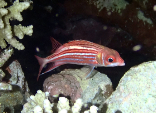 Finelined squirrelfish (Sargocentron microstoma) — Holocentridae — 4