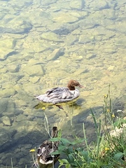 Mergus merganser