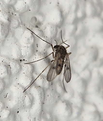 Pentaneura punctipennis
