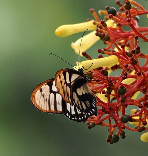Athesis acrisione