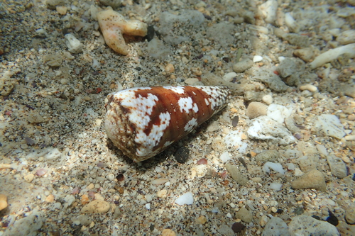 Cone Snail