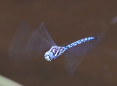 Aeshna palmata