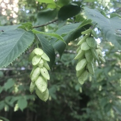 Ostrya virginiana image