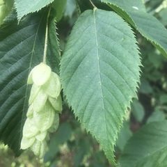 Media resource of Ostrya virginiana