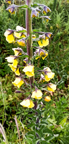 Verbascum densifolium