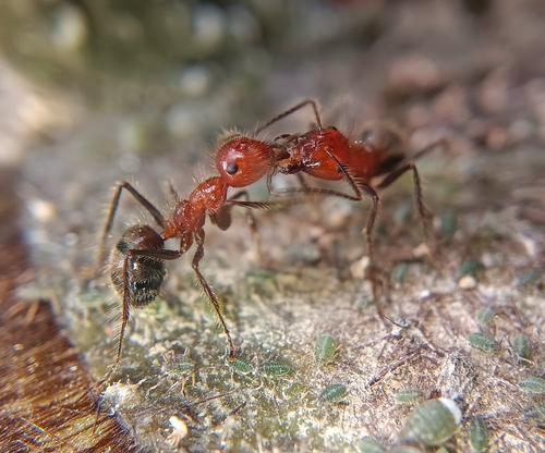 Camponotus horrensCamponotus horrens