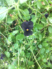 Viola × wittrockiana