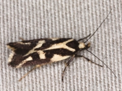 Epithymema incomposita