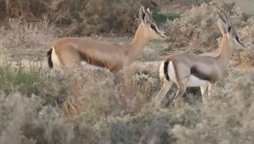 Dorcas Gazelle