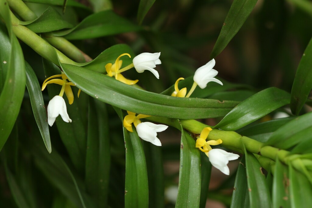Cylindrolobus brachystachyus