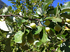 Styrax officinalis