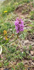 Gymnadenia