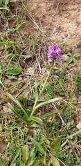 Gymnadenia