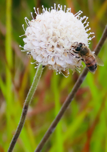 Succisa trichotocephala