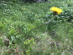 Hypochaeris uniflora